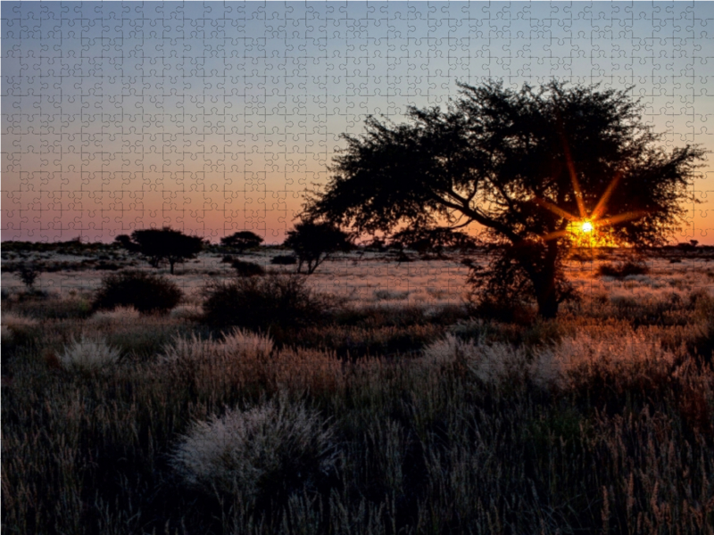 Akazienbaum in der Kalahari-Wüste in Namibia