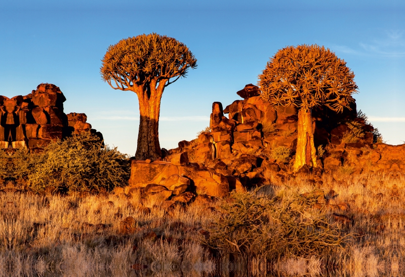 Köcherbaum im Abendlicht in der Namib Wüste in Namibia