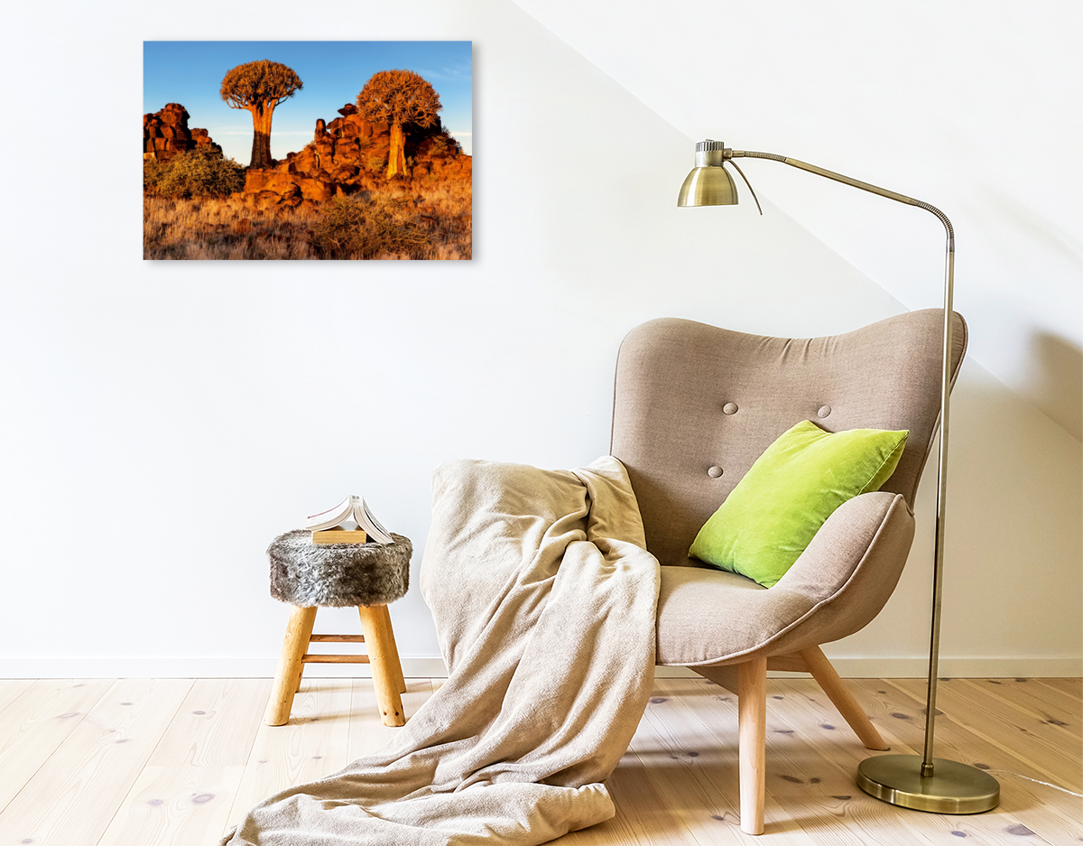 Köcherbaum im Abendlicht in der Namib Wüste in Namibia