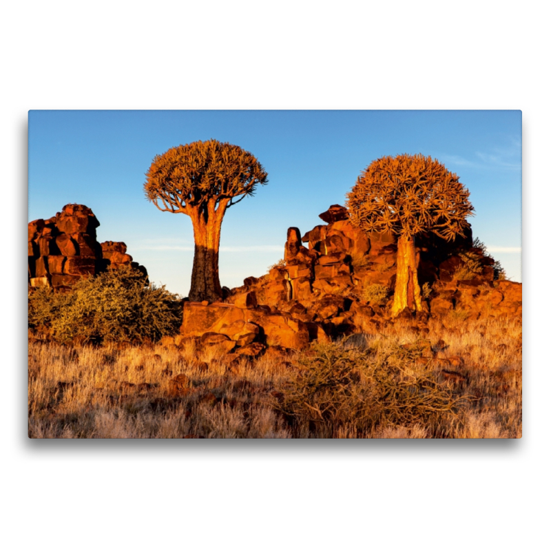 Köcherbaum im Abendlicht in der Namib Wüste in Namibia