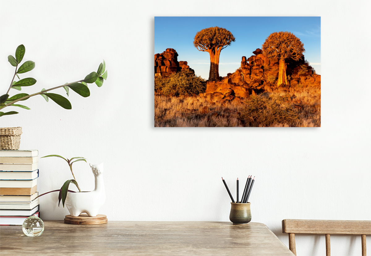 Köcherbaum im Abendlicht in der Namib Wüste in Namibia