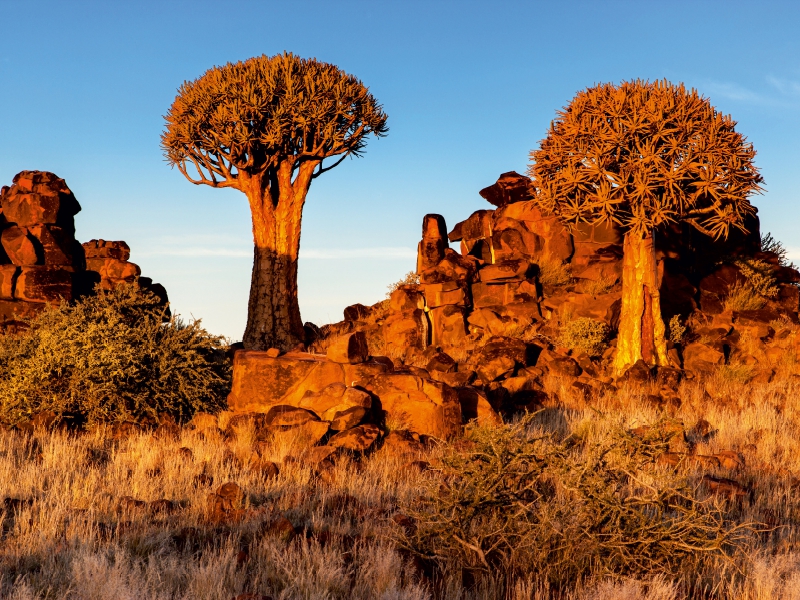 Köcherbaum im Abendlicht in der Namib Wüste in Namibia