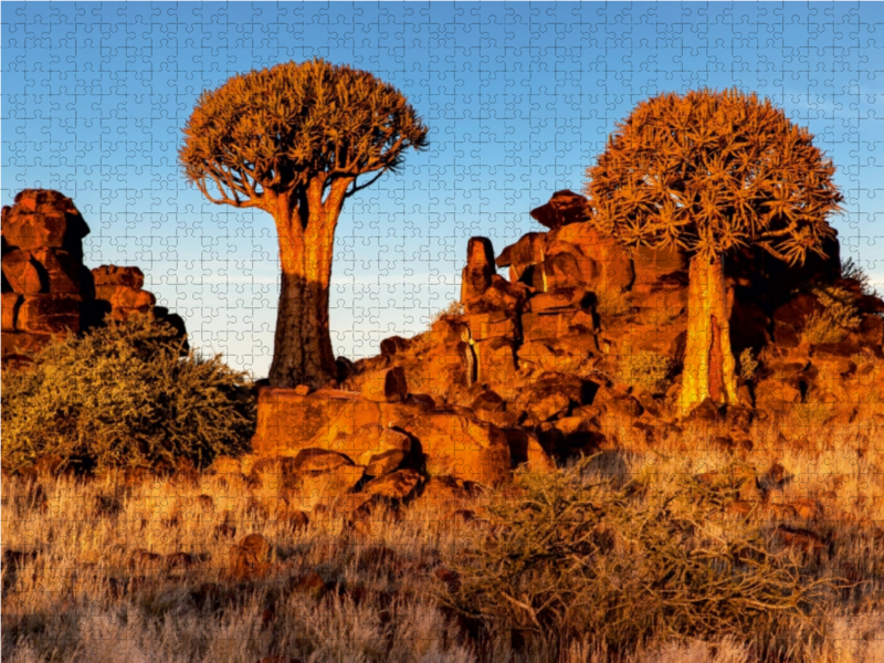 Köcherbaum im Abendlicht in der Namib Wüste in Namibia