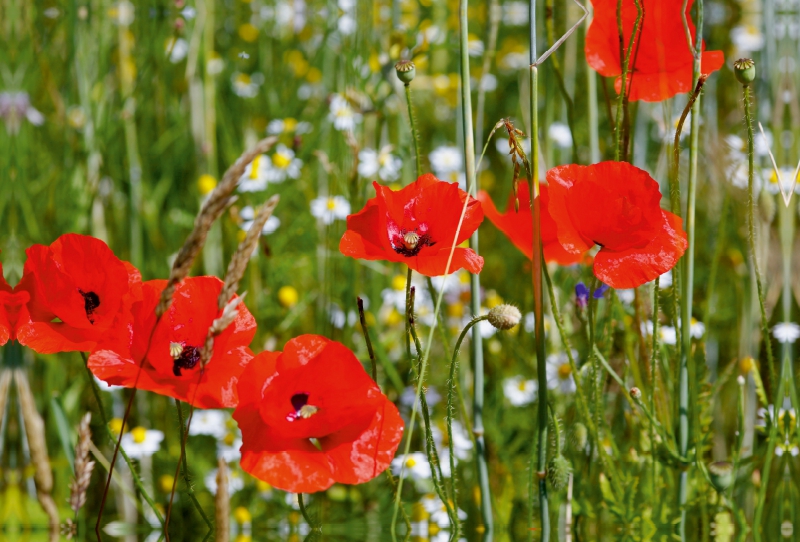 Mohnblumen am Feldrand