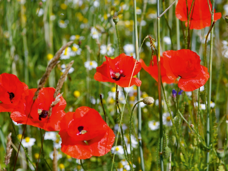 Mohnblumen am Feldrand