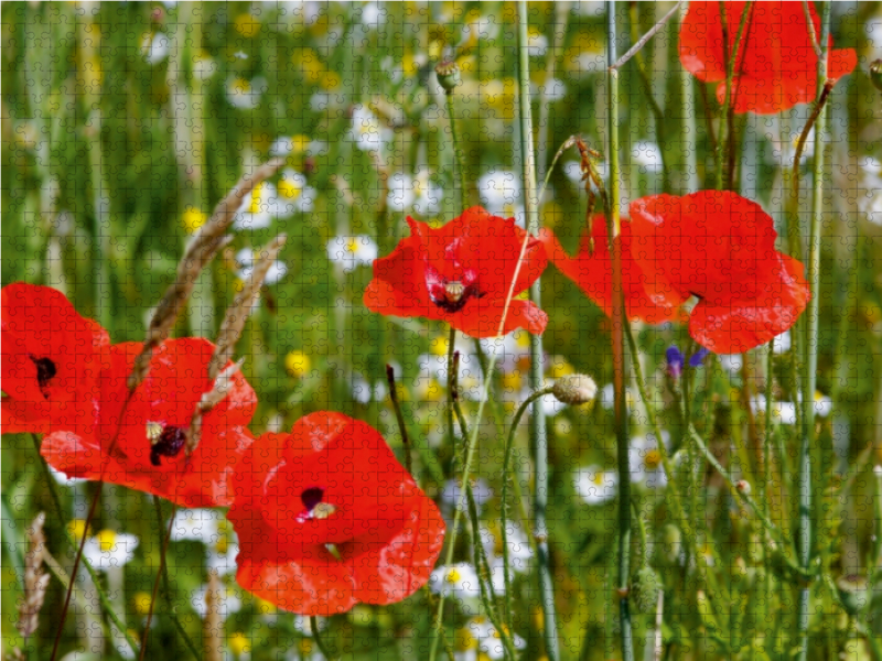 Mohnblumen am Feldrand