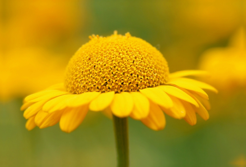 Gelbe Sommerblume