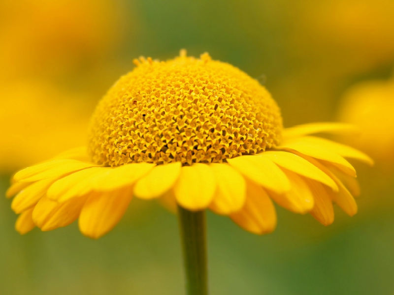 Gelbe Sommerblume