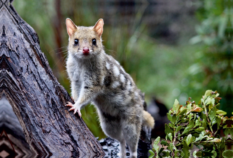 Tüpfelbeutelmarder