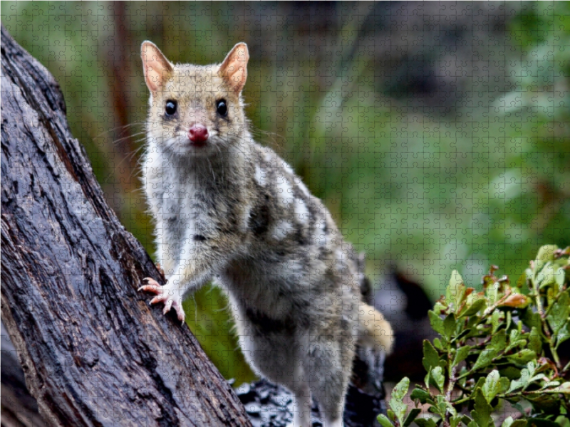 Tüpfelbeutelmarder