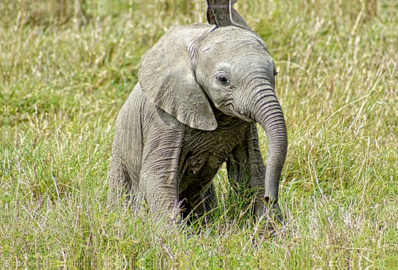 Elefant.....kleiner Jumbo