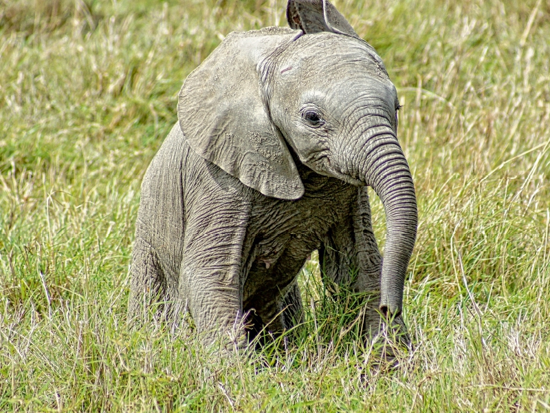 Elefant.....kleiner Jumbo