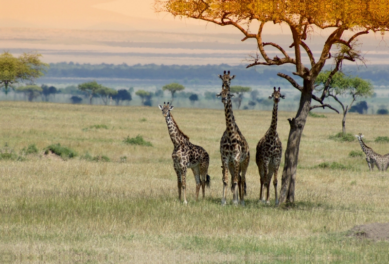 Ein Motiv aus dem Kalender Faszination Safari. Wildlife in Kenia