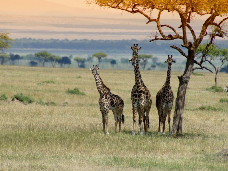 Ein Motiv aus dem Kalender Faszination Safari. Wildlife in Kenia