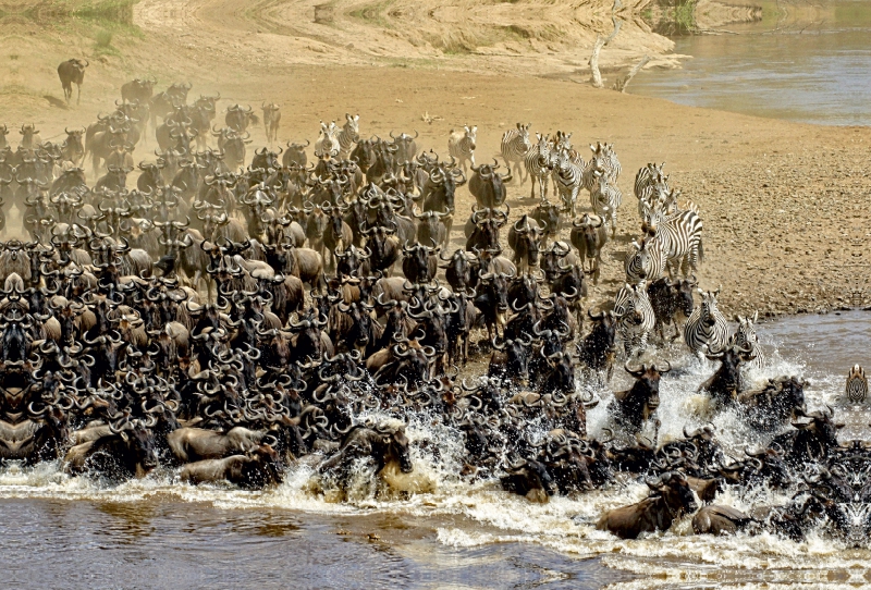 Die grosse Wanderung in der Masai Mara....Gnus und Zebras