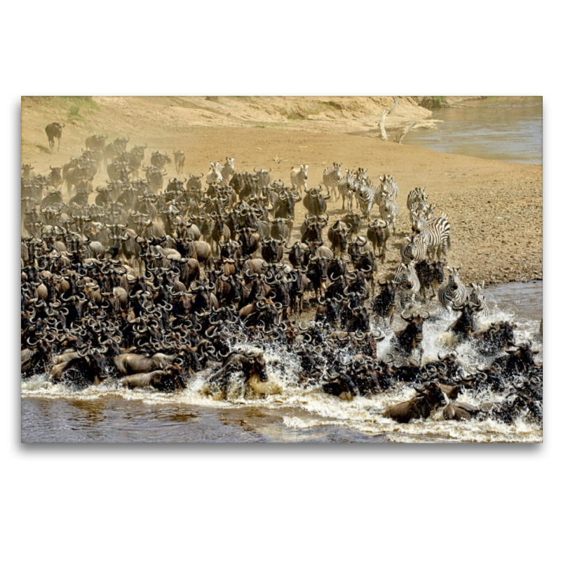 Die grosse Wanderung in der Masai Mara....Gnus und Zebras