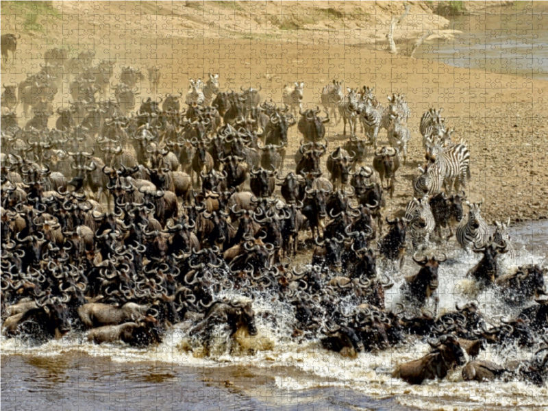 Die grosse Wanderung in der Masai Mara....Gnus und Zebras