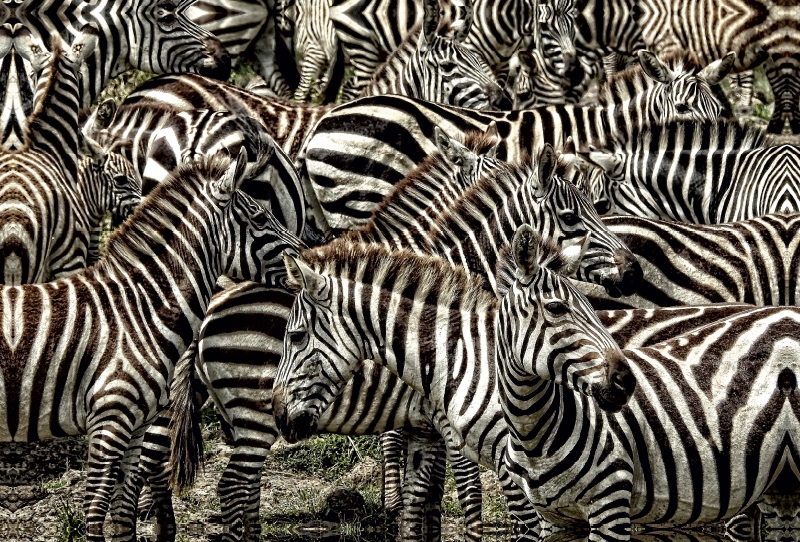 Zebras....schwarz- weiss streifen