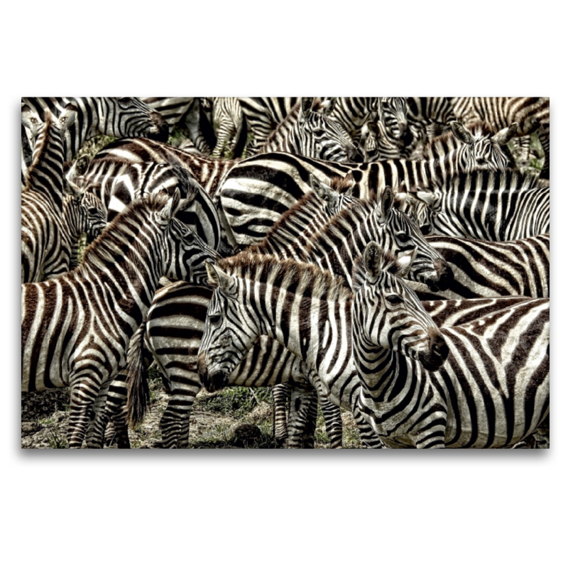 Zebras....schwarz- weiss streifen