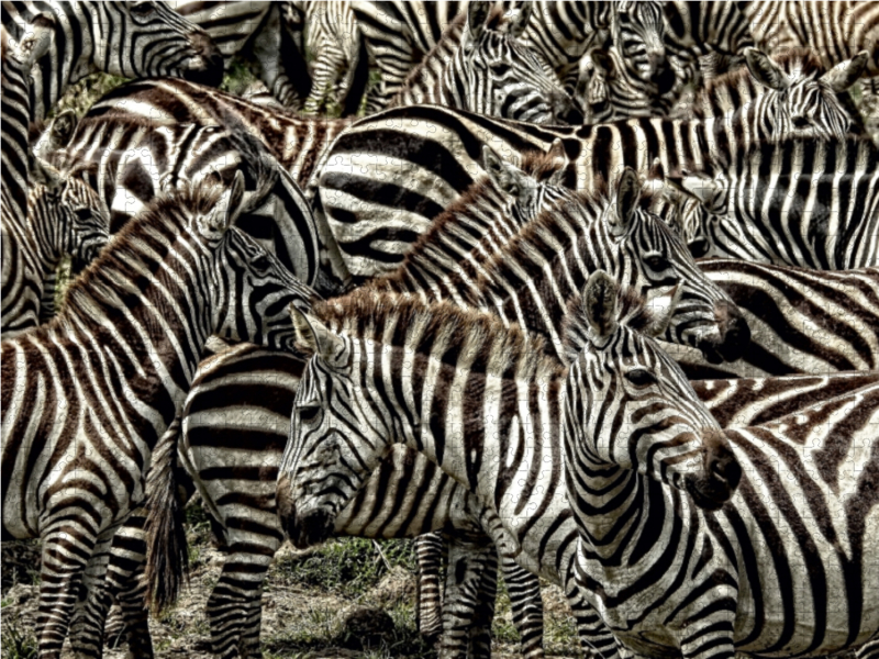 Zebras....schwarz- weiss streifen