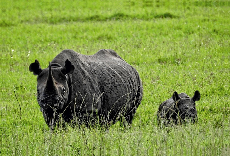 Nashorn mit Jungtier