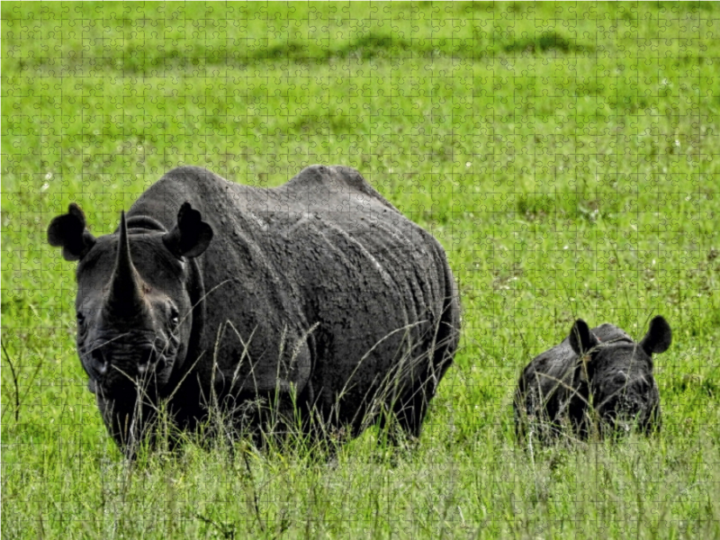 Nashorn mit Jungtier