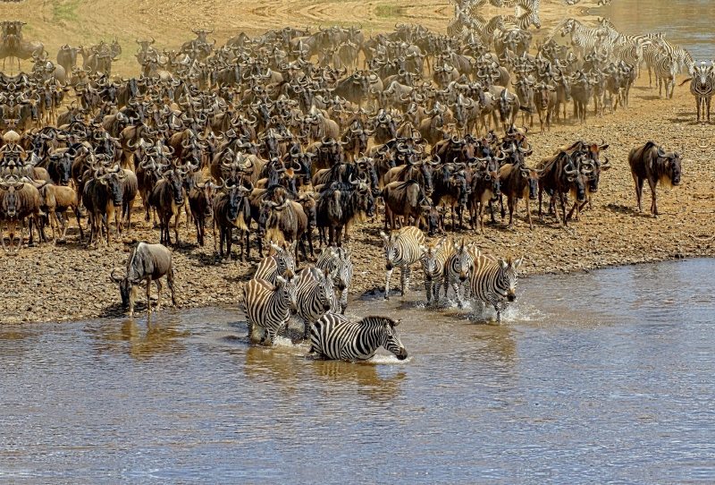 Zebras....Wildlife am Marafluss