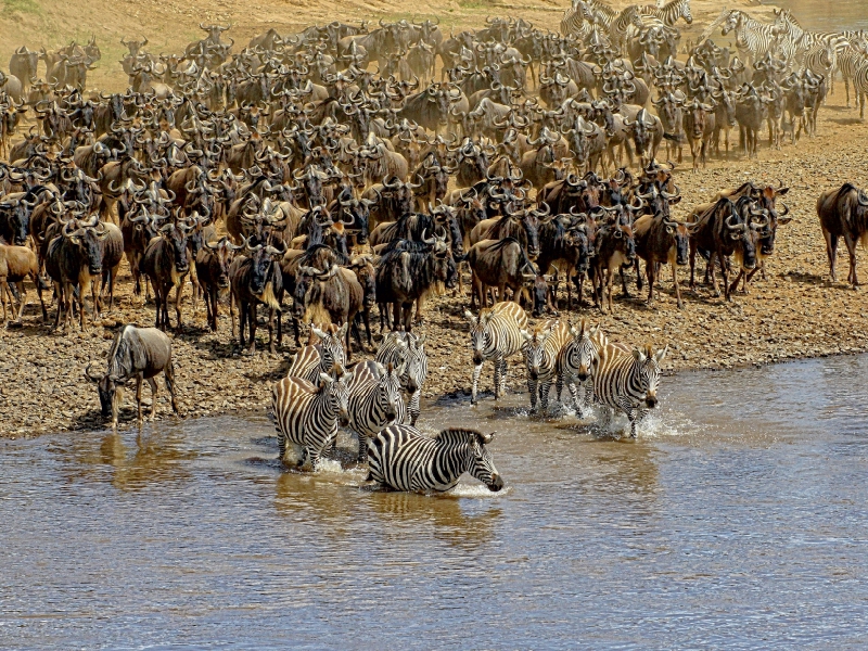 Zebras....Wildlife am Marafluss