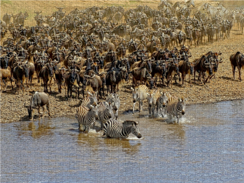 Zebras....Wildlife am Marafluss