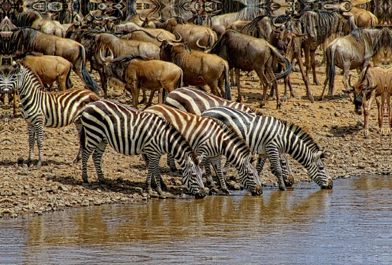 Zebras....Streifen am Wasser