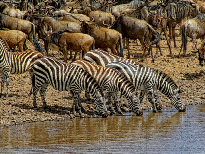 Zebras....Streifen am Wasser