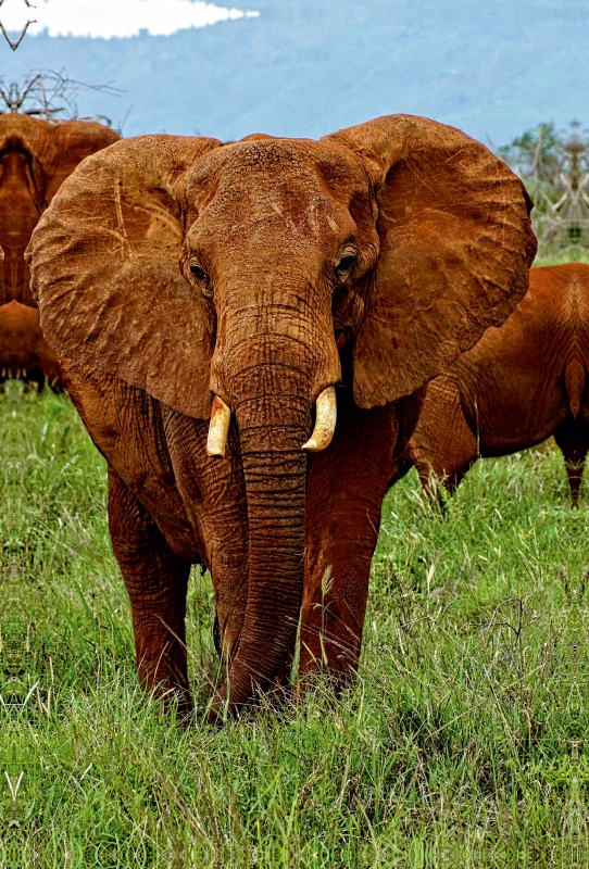 Elefant....auf Safari