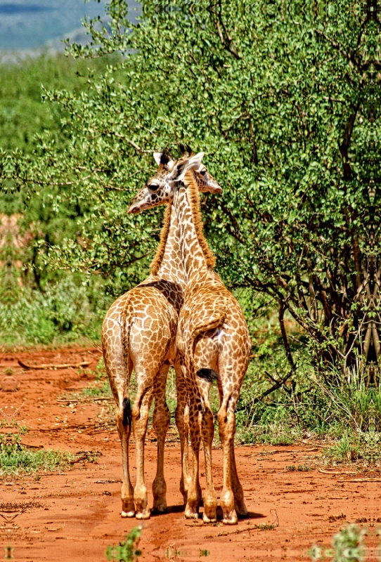 Giraffen