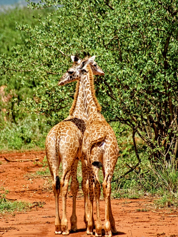 Giraffen