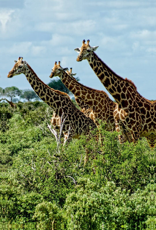 Giraffen. Voller Stolz und Grazie