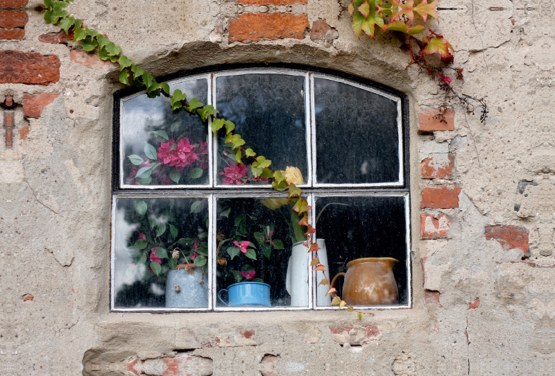 Fenster mit Efeuranken