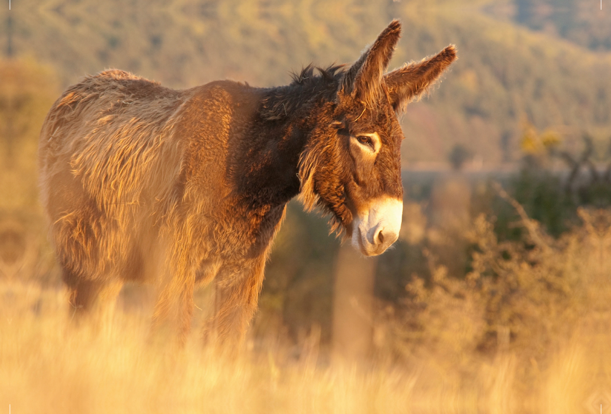 Poitou Esel im Morgenlicht