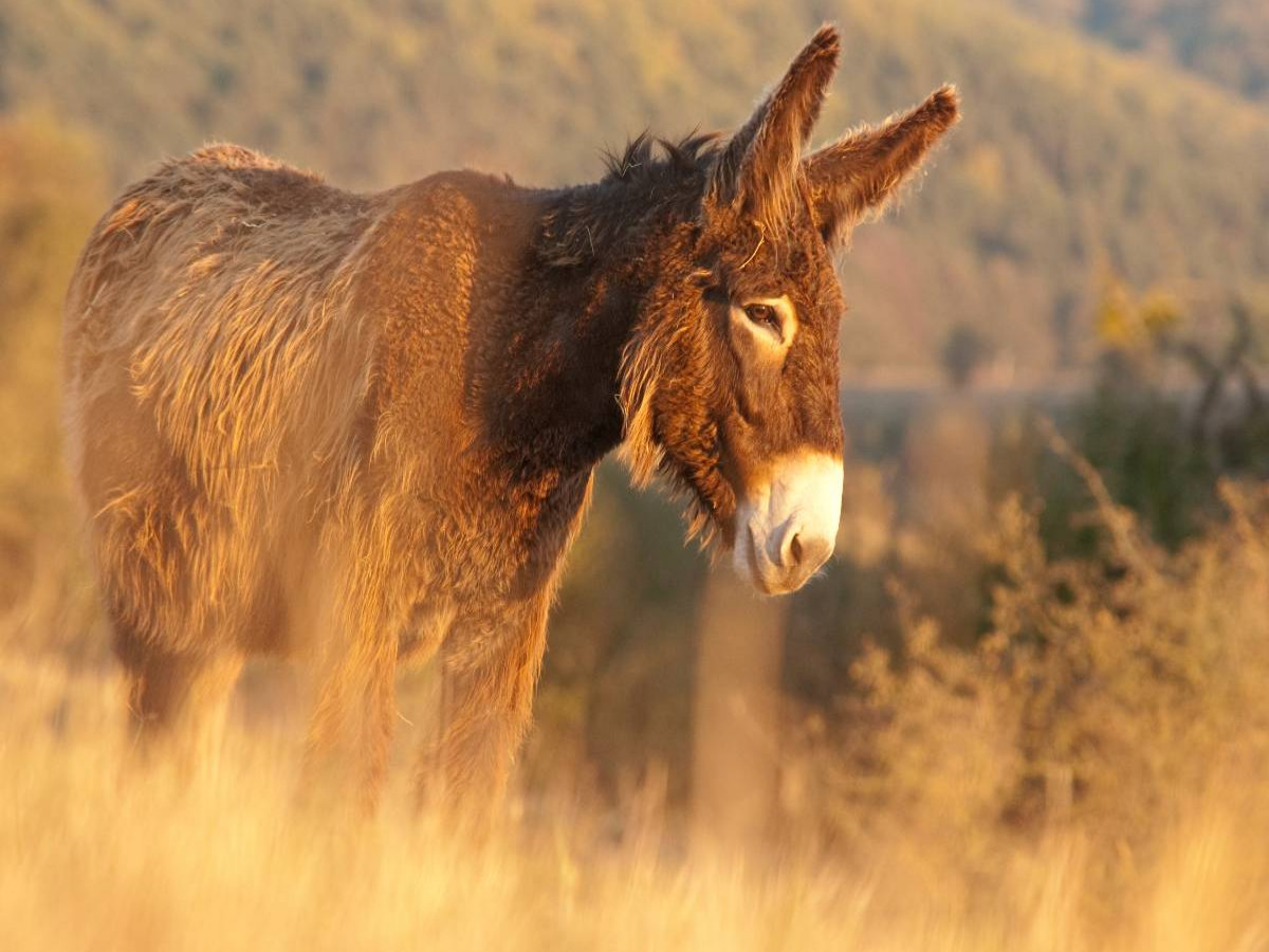 Poitou Esel im Morgenlicht