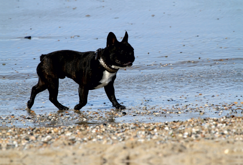 HUND AM STRAND