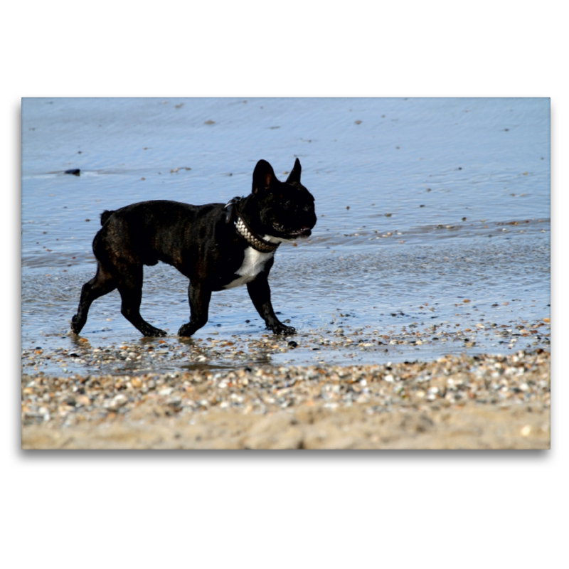 HUND AM STRAND