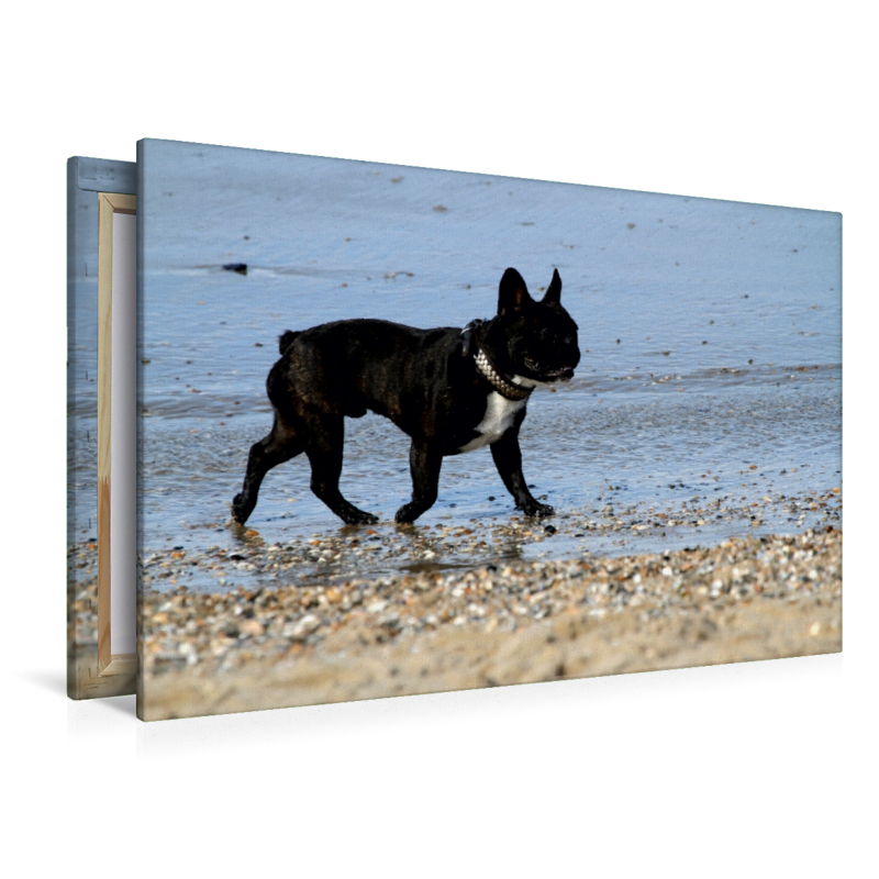 HUND AM STRAND