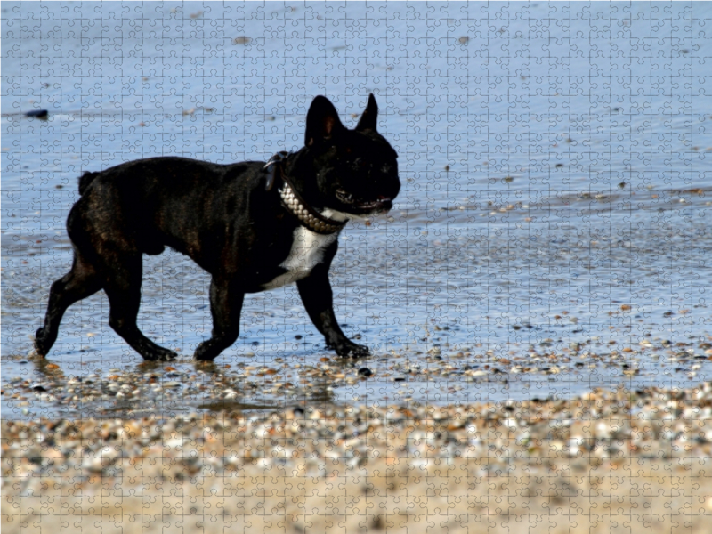 HUND AM STRAND