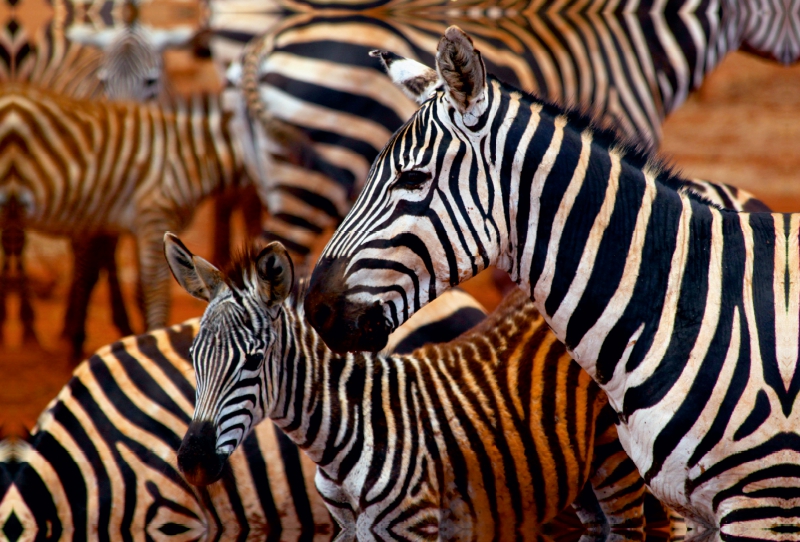 Zebras im Tsavo Ost