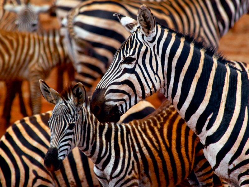 Zebras im Tsavo Ost