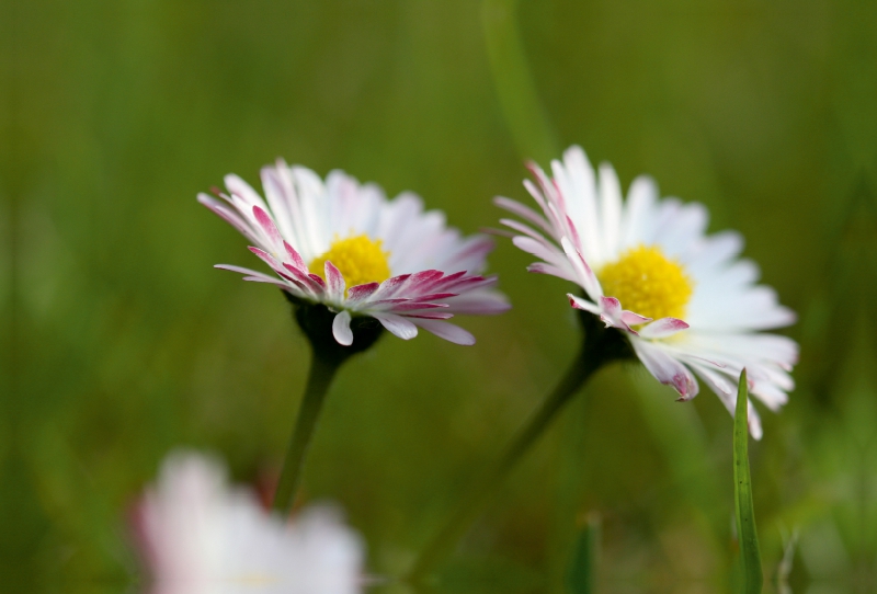 kleine Gänseblümchen ganz groß