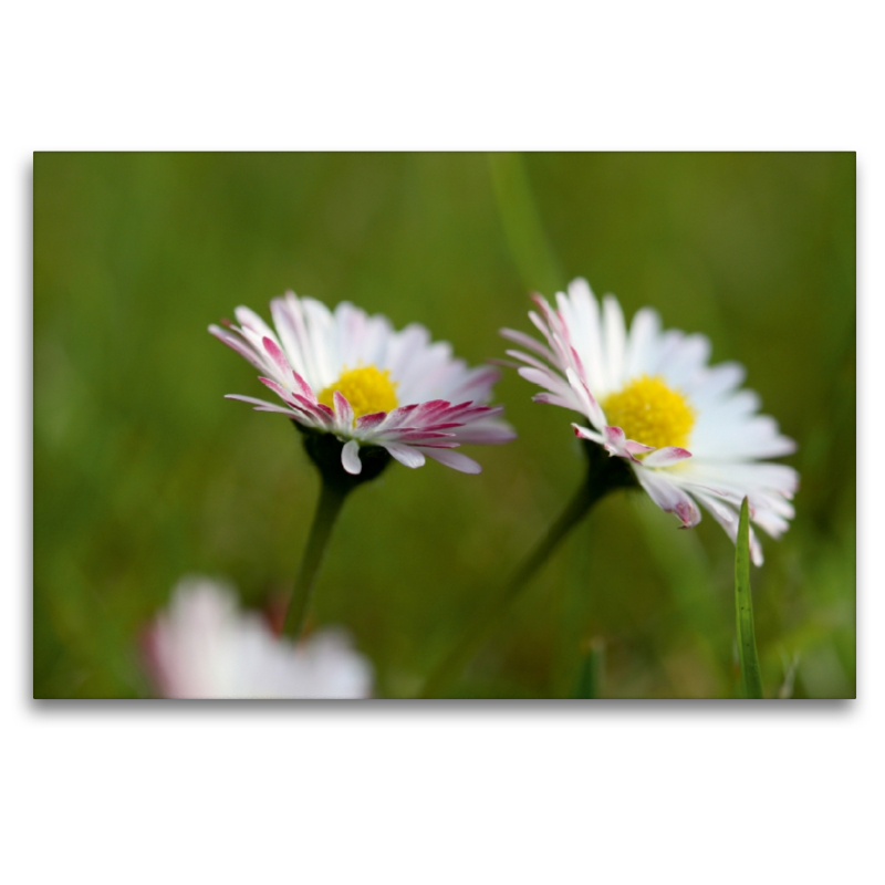 kleine Gänseblümchen ganz groß