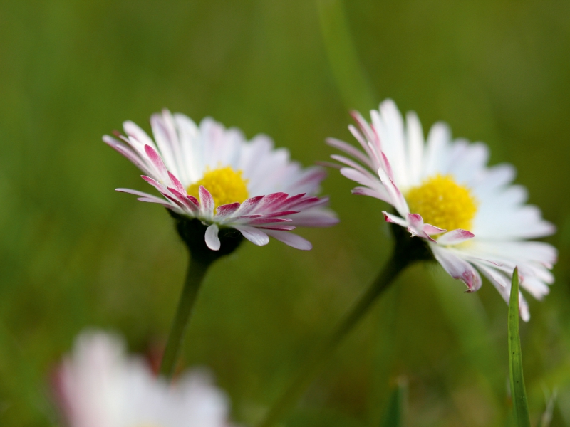 kleine Gänseblümchen ganz groß