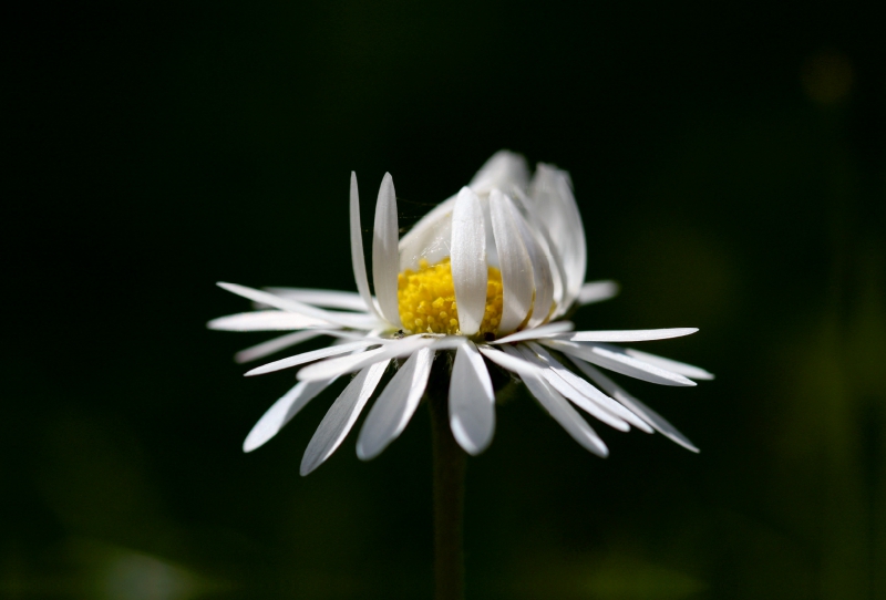 Gänseblümchen