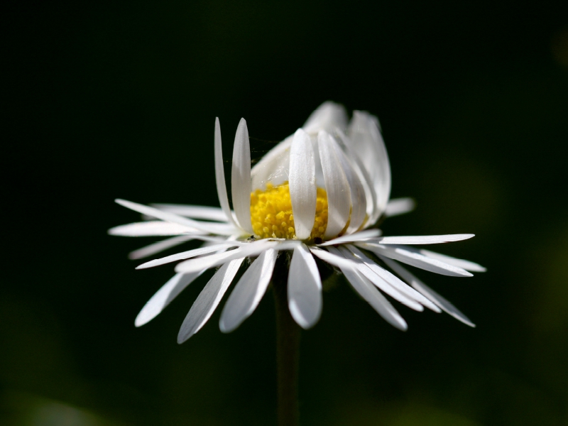 Gänseblümchen