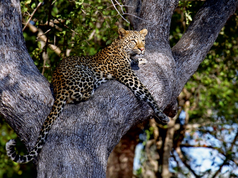 Leopard im Baum, Afrika